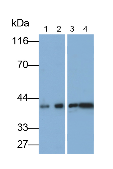 Polyclonal Antibody to Crk Like Protein (CRKL)