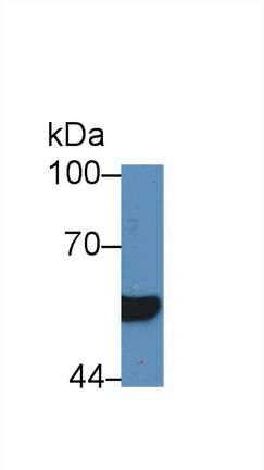 Polyclonal Antibody to Hepatocyte Nuclear Factor 1 Beta (HNF1b)