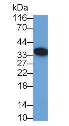 Polyclonal Antibody to Mdm2 p53 Binding Protein Homolog (MDM2)