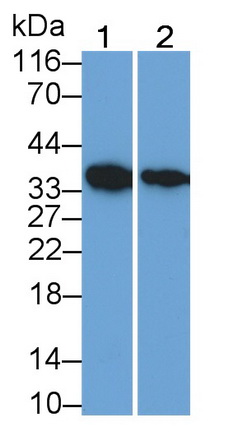 Polyclonal Antibody to Mdm2 p53 Binding Protein Homolog (MDM2)