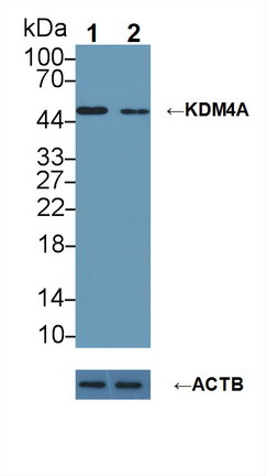 Polyclonal Antibody to Lysine Specific Demethylase 4A (KDM4A)