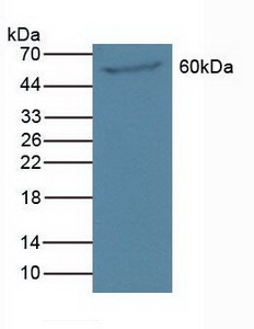 Polyclonal Antibody to Polyamine Oxidase (PAOX)