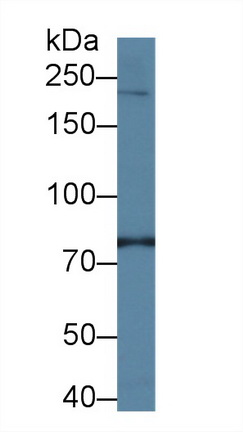 Polyclonal Antibody to Phosphatidylinositol-4-Kinase Catalytic Alpha (PI4Ka)