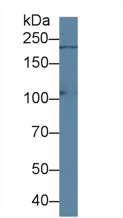 Polyclonal Antibody to Phosphatidylinositol-4-Kinase Catalytic Alpha (PI4Ka)