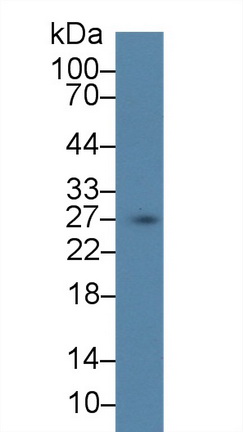 Polyclonal Antibody to Secretagogin (SCGN)