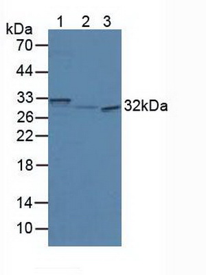 Polyclonal Antibody to Secretagogin (SCGN)