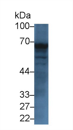 Polyclonal Antibody to Trehalase (TREH)