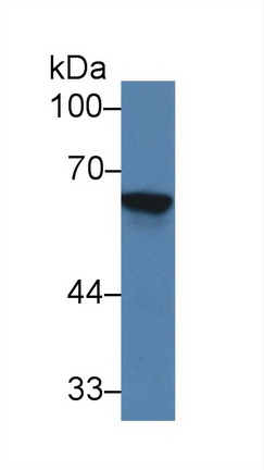 Polyclonal Antibody to Trehalase (TREH)