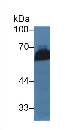 Polyclonal Antibody to Trehalase (TREH)