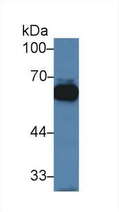 Polyclonal Antibody to Trehalase (TREH)