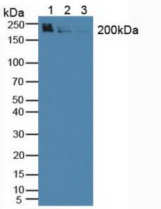 Polyclonal Antibody to WNK Lysine Deficient Protein Kinase 1 (WNK1)