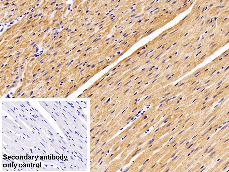 Polyclonal Antibody to Voltage Dependent Anion Channel Protein 1 (VDAC1)