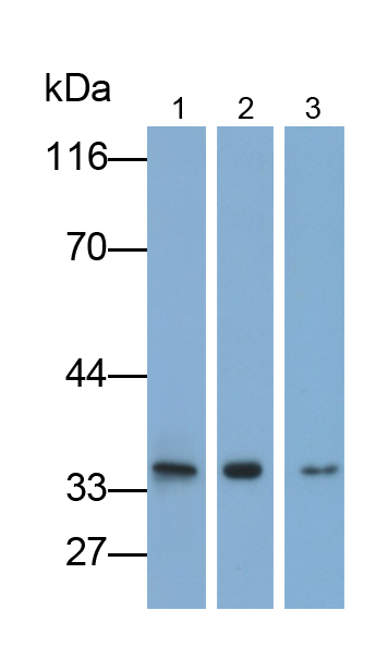 Polyclonal Antibody to Voltage Dependent Anion Channel Protein 1 (VDAC1)