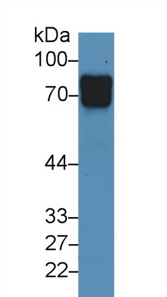 Polyclonal Antibody to Vasorin (VASN)