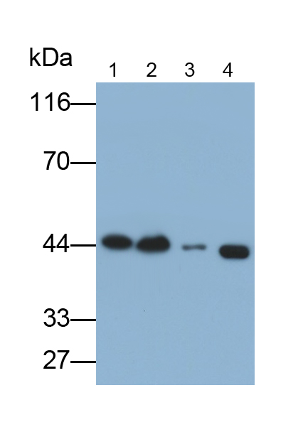 Polyclonal Antibody to Ubiquinol Cytochrome C Reductase Core Protein II (UQCRC2)