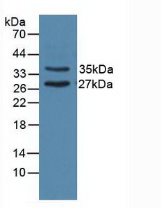 Polyclonal Antibody to Uracil DNA Glycosylase (UNG)