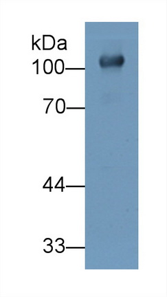 Polyclonal Antibody to Uromodulin (UMOD)