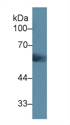 Polyclonal Antibody to Uromodulin (UMOD)