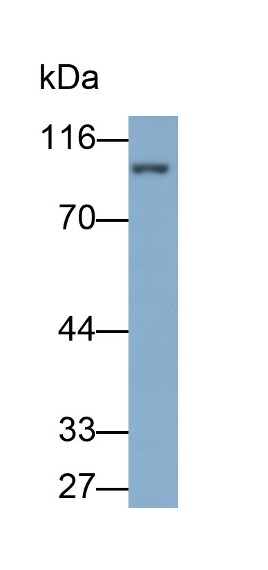 Polyclonal Antibody to Uromodulin (UMOD)