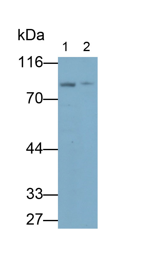 Polyclonal Antibody to Uromodulin (UMOD)