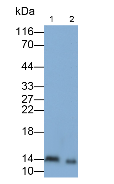 Polyclonal Antibody to Interferon Alpha 5 (IFNa5)