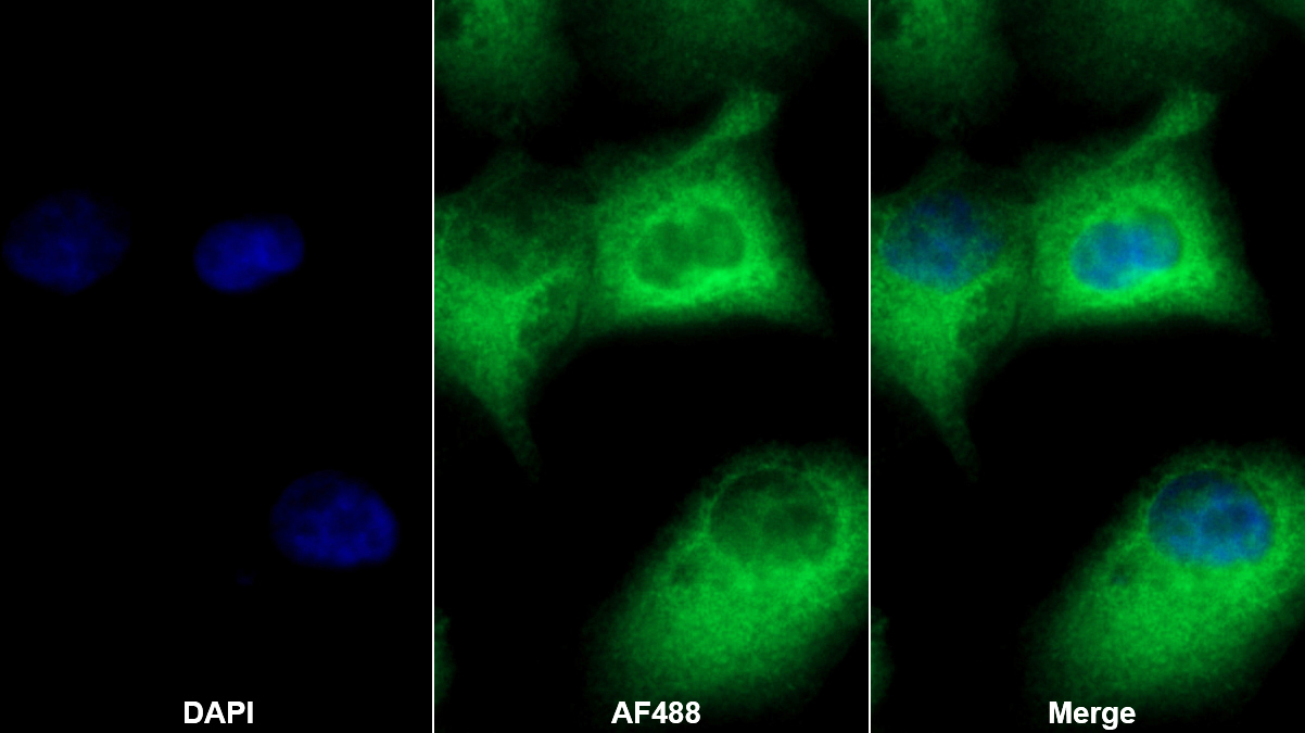 Polyclonal Antibody to Glutaredoxin 3 (GLRX3)