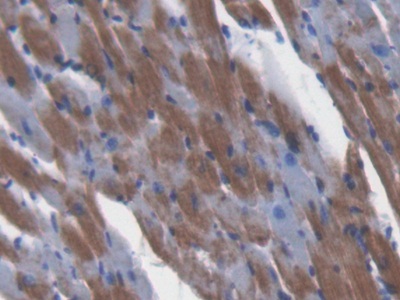 Polyclonal Antibody to Glutaredoxin 3 (GLRX3)