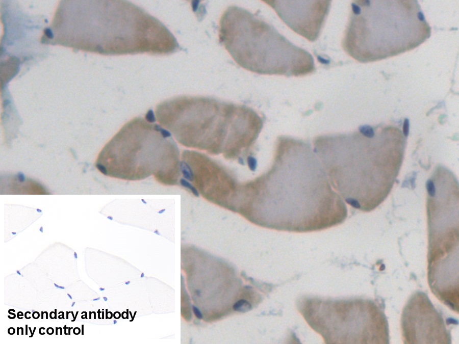 Polyclonal Antibody to Glutaredoxin 3 (GLRX3)