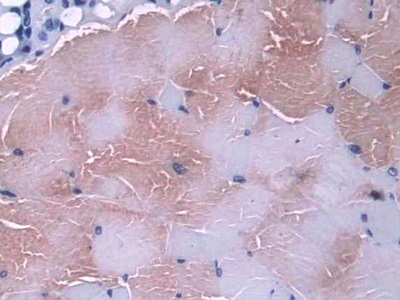 Polyclonal Antibody to Glutaredoxin (GLRX)