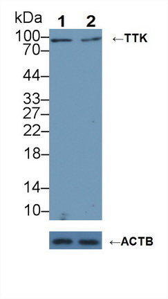 Polyclonal Antibody to TTK Protein Kinase (TTK)