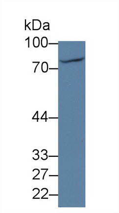 Polyclonal Antibody to Thimet Oligopeptidase 1 (THOP1)