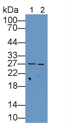 Polyclonal Antibody to Transcription Factor A, Mitochondrial (TFAM)