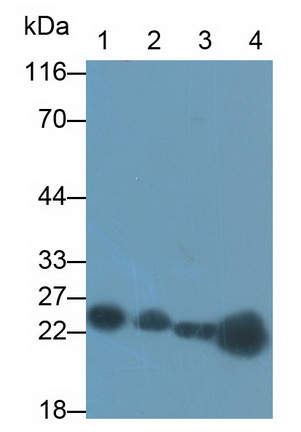 Polyclonal Antibody to Transcription Factor A, Mitochondrial (TFAM)