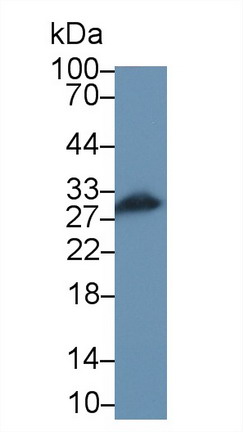 Polyclonal Antibody to Transcription Factor A, Mitochondrial (TFAM)