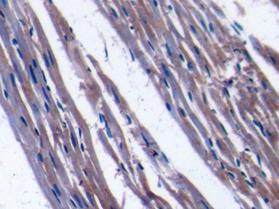 Polyclonal Antibody to Transcription Factor A, Mitochondrial (TFAM)