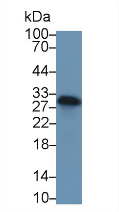 Polyclonal Antibody to Transcription Factor A, Mitochondrial (TFAM)