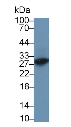 Polyclonal Antibody to Transcription Factor A, Mitochondrial (TFAM)