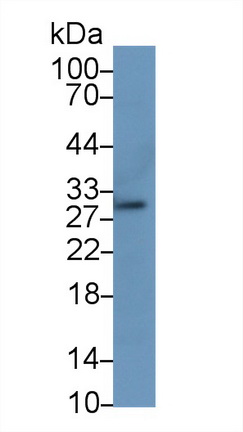 Polyclonal Antibody to Transcription Factor A, Mitochondrial (TFAM)