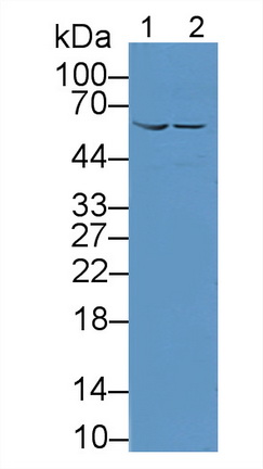 Polyclonal Antibody to Sulfite Oxidase (SUOX)