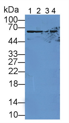 Polyclonal Antibody to Sulfite Oxidase (SUOX)