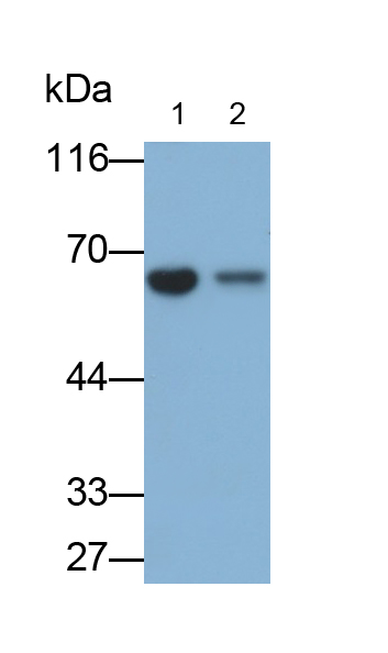 Polyclonal Antibody to Sulfite Oxidase (SUOX)