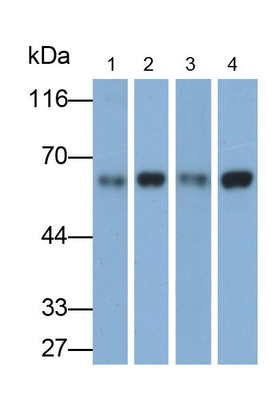 Polyclonal Antibody to Sulfite Oxidase (SUOX)