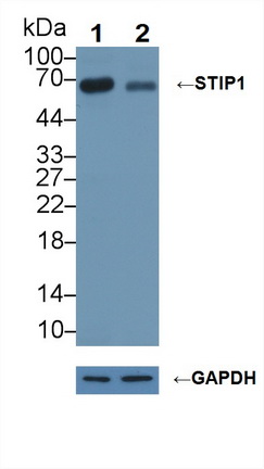 Polyclonal Antibody to Stress Induced Phosphoprotein 1 (STIP1)