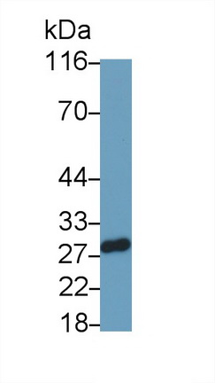 Polyclonal Antibody to Sepiapterin Reductase (SPR)