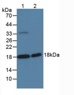 Polyclonal Antibody to Serine Peptidase Inhibitor Kunitz Type 2 (SPINT2)