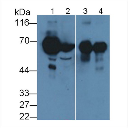 Polyclonal Antibody to Suprabasin (SBSN)