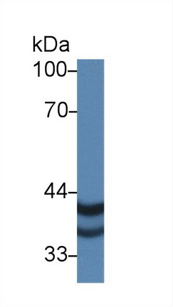 Polyclonal Antibody to Pregnancy Specific Beta-1-Glycoprotein 2 (PSG2)