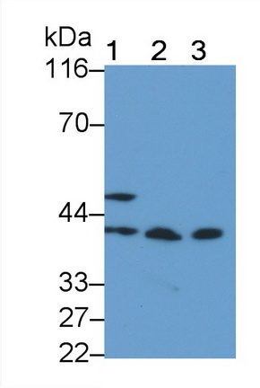 Polyclonal Antibody to Prolactin Receptor (PRLR)