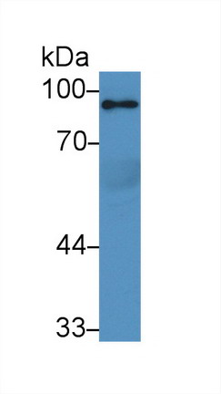 Polyclonal Antibody to Peroxisome Proliferator Activated Receptor Gamma Coactivator 1 Alpha (PPARgC1a)