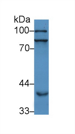 Polyclonal Antibody to Peroxisome Proliferator Activated Receptor Gamma Coactivator 1 Alpha (PPARgC1a)